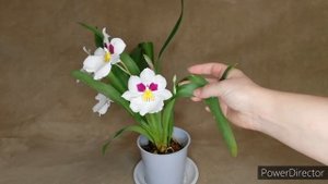 Адаптация мильтониопсиса. Цветение орхидеи Miltoniopsis Herralexandre. Psychopsis Mariposa Special.