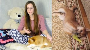 Покупка СОБАКИ породы СИБА-ИНУ ??? Для тех, кто хочет, но боится ?
