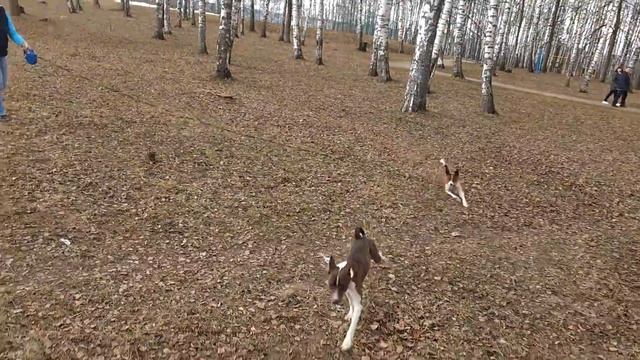 Басéнджи (басенжи) или африканская нелающая собака смотреть онлайн