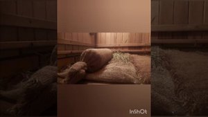 Баня ( Истоть. После первого посещения бани )