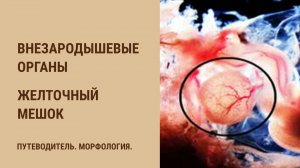 Внезародышевые органы. Желточный мешок