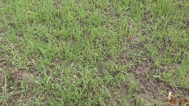 Поздний посев сидератов - стоит ли | Сидераты осенью, что можно сеять, а что нет смотреть онлайн