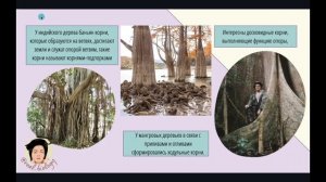 Видоизменение корней