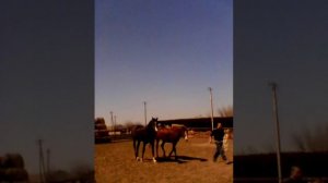 Спаривание