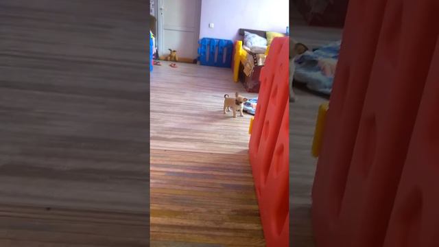 Чихуахуа щенок девочка Ассоль