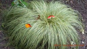 Осока косматая Фростед Курлс (carex frosted-kurls) ? обзор: как сажать, саженцы осоки Фростед Курлс