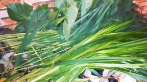 влог №3: покупки/раскидываю траву в квартире на Троицу/обычай