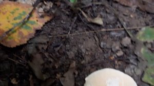 Грибалка: Ложные лисички или Ежовик, по слухам съедобный гриб, который часто путают с лисичками:)