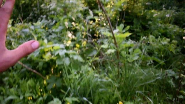 Черенки Пирамидального Тополя в Открытом Грунте спустя месяц после Посадки Обзор :-) смотреть онлайн