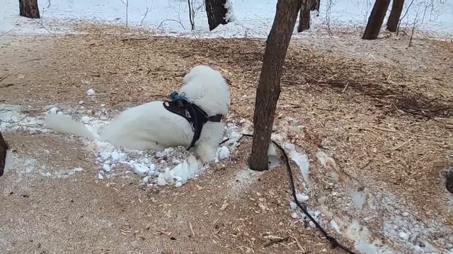 Маремма и снег :