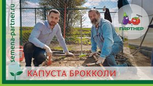 КАК САЖАТЬ БРОККОЛИ В ОТКРЫТЫЙ ГРУНТ