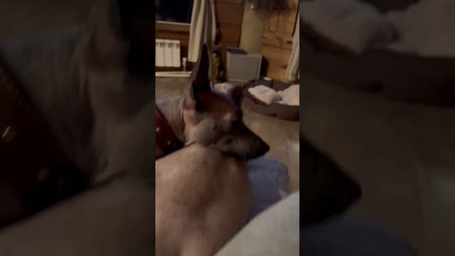 О чем думают эти ребята , сидя на мне? О жизни, конечно смотреть онлайн