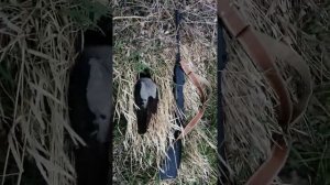 Мр 512 против гадских ворон