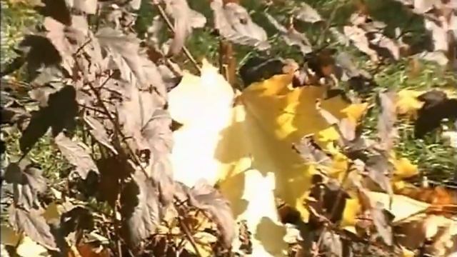 Анатолий Гетманец - Моя Осень. смотреть онлайн