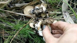 Рядовка Скрученная