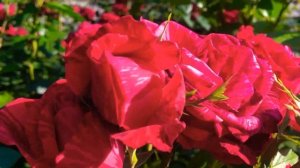 #розы #розы_в_Запорожье  Обзор сортов  Фрезия, Ред Интуишин, Эксплорер, Дольче Вита