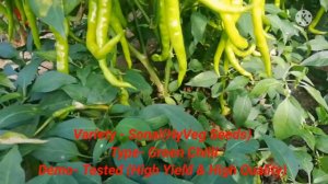 Green Chilli Cultivation in Telugu #greenchilli #chillicrop #chilli