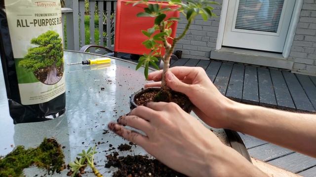 HAWAIIAN UMBRELLA BONSAI UPDATE (SCHEFFLERA ARBORICOLA) (SUMMER 2019) смотреть онлайн