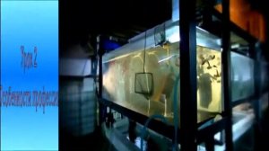 Профессия Ихтиолог- рыбовод КГКУ Балахтинский детский дом