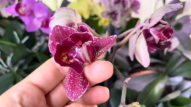 Удачные выходные не оставили меня без новинок 😋🌸🛍️ смотреть онлайн