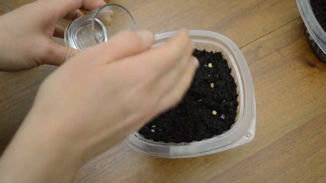 Обработка семян кипятком с результатами смотреть онлайн