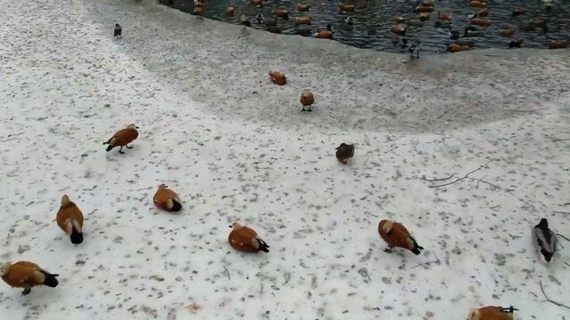 Перезимовали смотреть онлайн