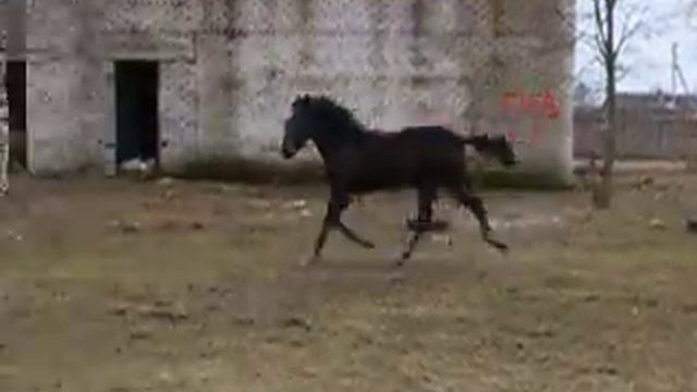 Horses3 смотреть онлайн