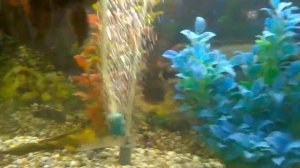 Змееголов и Астранотус