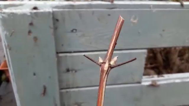 Get Gardening - Pruning Clematis 2/2 смотреть онлайн