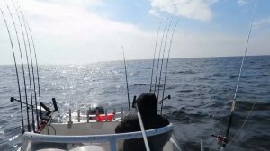 троллинг лосося в балтийском море