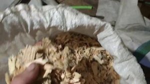Грибок(зонтик) для твердотопливного котла и ещё раз о топливе для "Холмовского" котла.