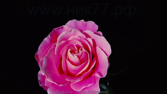 Как распускается роза  Светлана (Чайно гибридная) Тimelapse Rose 4К. Svetlana (Ecuador)