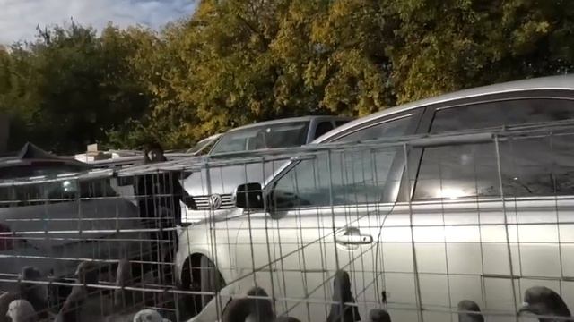 Ярмарка голубей в г. Кропоткин! 30.10.22г