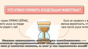 Кошку укусила змея: что делать, симптомы