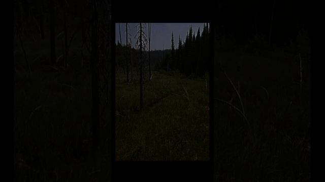 Звуки природы тропического леса ночью. Страшно, но красиво