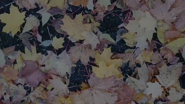 Топчут листья пешеходы/Стихи про Осень/Стихи для души// Автор Наташа Романова смотреть онлайн