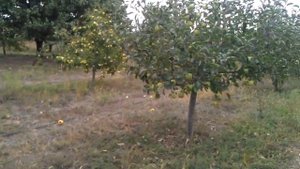 Яблоки сорта МУТСУ