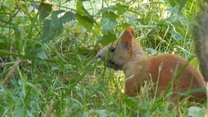 Белка делает запасы на зиму.
