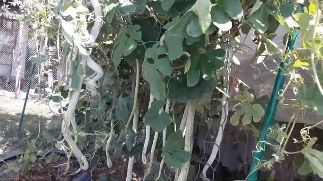 трихозант смотреть онлайн