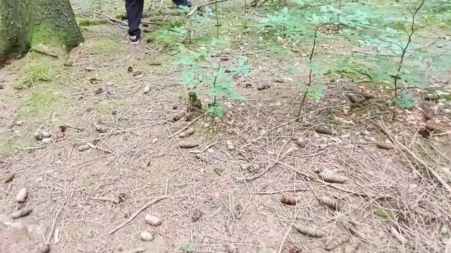 Поздравляем со  Св. Троицей! Обед от Валентина  и прогулка по лесу-первые грибы 2021 смотреть онлайн