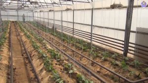 Опрыскивание огурца от вредителей и болезней | Оборудование для опрыскивания в теплице (19-08-2018)