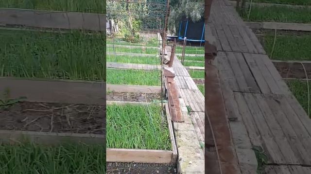 СИДЕРАТЫ в октябре ОВЕС и ГОРЧИЦА. Сейте сидераты, чтобы улучшить почву #сМаринойГусаковой смотреть онлайн