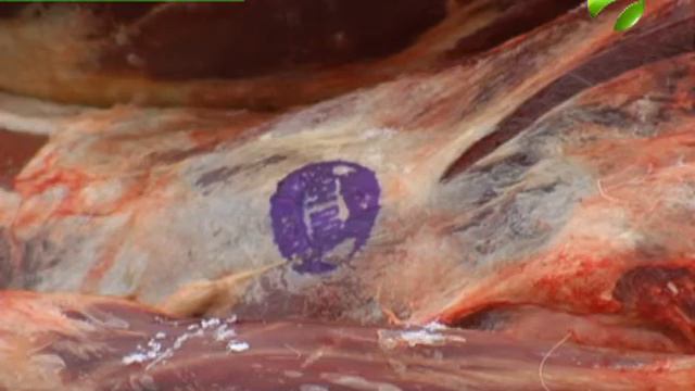 На Ямале полностью запрещается уличная торговля олениной смотреть онлайн