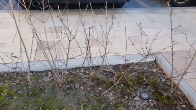 ВЕСЕННЯЯ ОБРЕЗКА ДЕКОРАТИВНЫХ ДЕРЕВЬЕВ И КУСТАРНИКОВ. смотреть онлайн