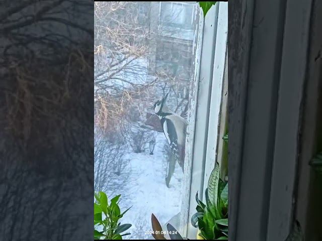 Дятел смотреть онлайн