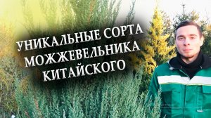 Можжевельник китайский - Juniperus chinensis. Обзор некоторых сортов из коллекции нашего сада!