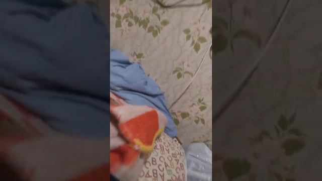 Котята бобтейла 36 день смотреть онлайн