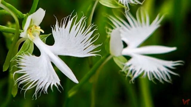ОРХИДЕЯ - БЕЛАЯ ЦАПЛЯ (Habenaria Radiata) смотреть онлайн
