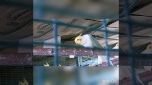 клетка для попугаев своими руками