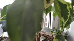 Красавец, ФИКУС БЕНДЖАМИНА, мелколистный кустарник!